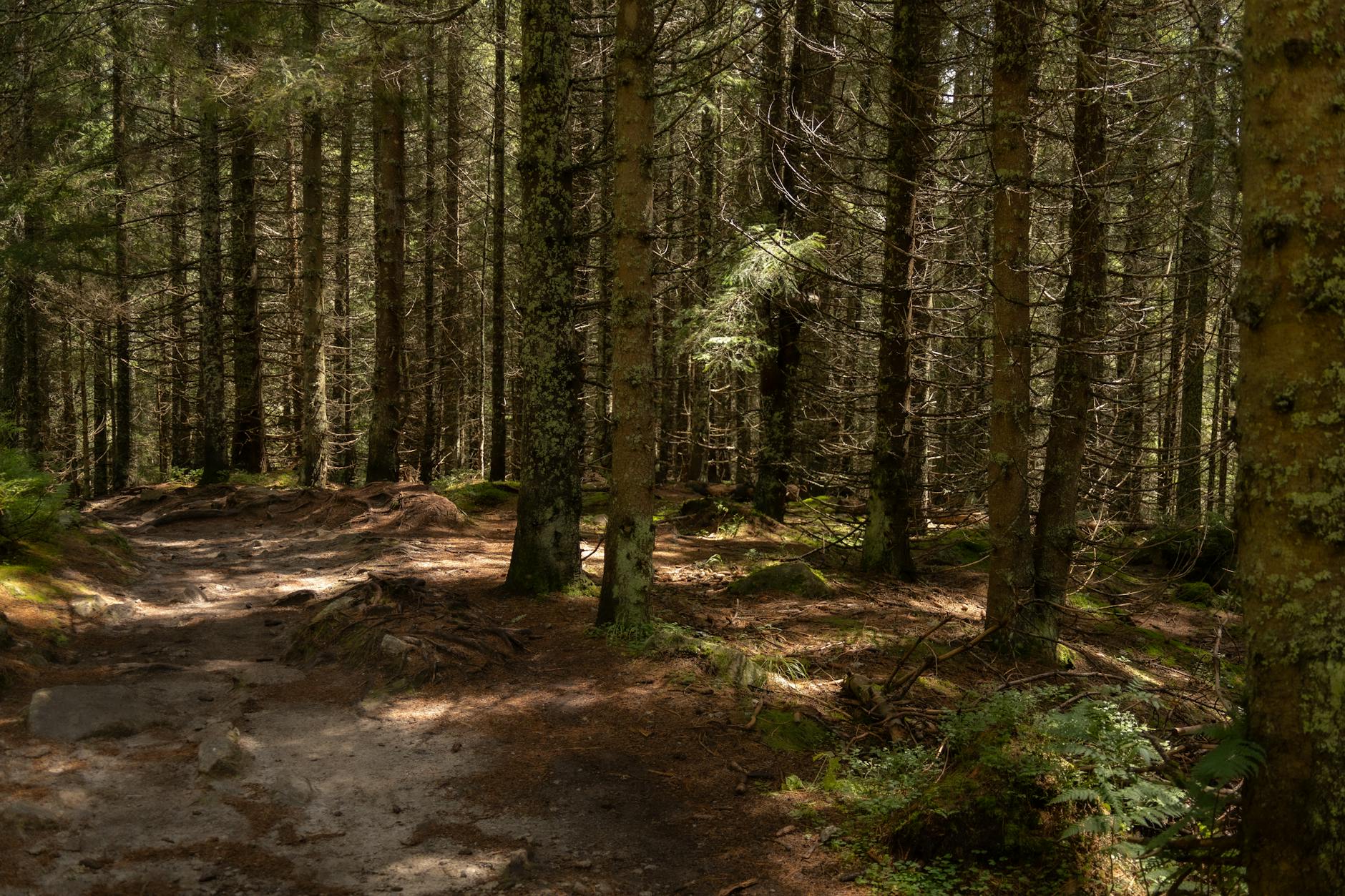 Zrównoważony plan 3 dni w Zakopanem i Tatrach: atrakcje, dojazdy, nocleg i jedzenie bez nadmiaru odpadów Słoneczna leśna ścieżka wśród wysokich drzew w Tatrach