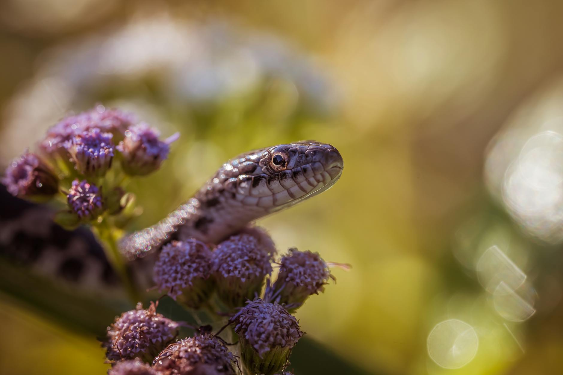 Żmija zygzakowata wśród fioletowych kwiatów w górskim siedlisku