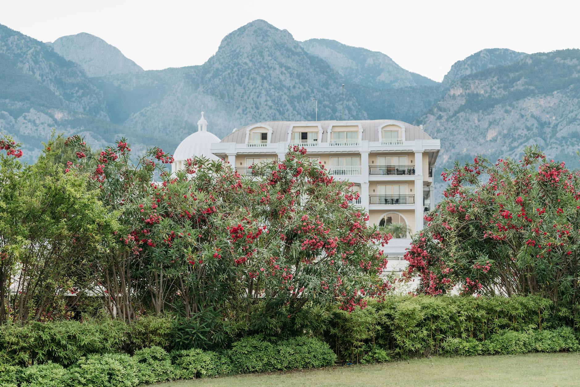 Górski resort w Zakopanem otoczony czerwonymi kwiatami na tle Tatr